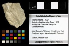 Foto (Objekt + Etiketten) von Goniodromites bidentatus (Reuss, 1859) 